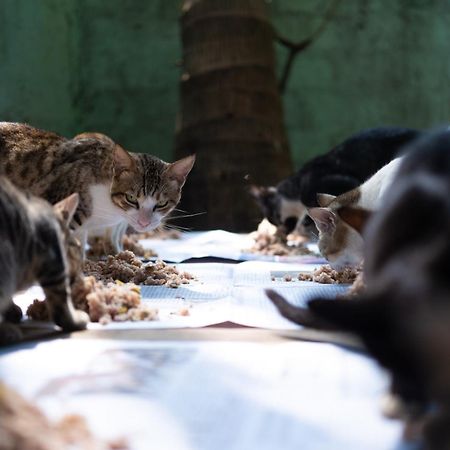 Alass Ga For Pets Lovers Trincomalee Ngoại thất bức ảnh