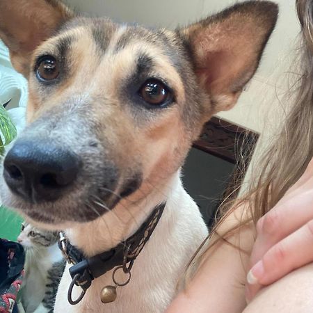 Alass Ga For Pets Lovers Trincomalee Ngoại thất bức ảnh