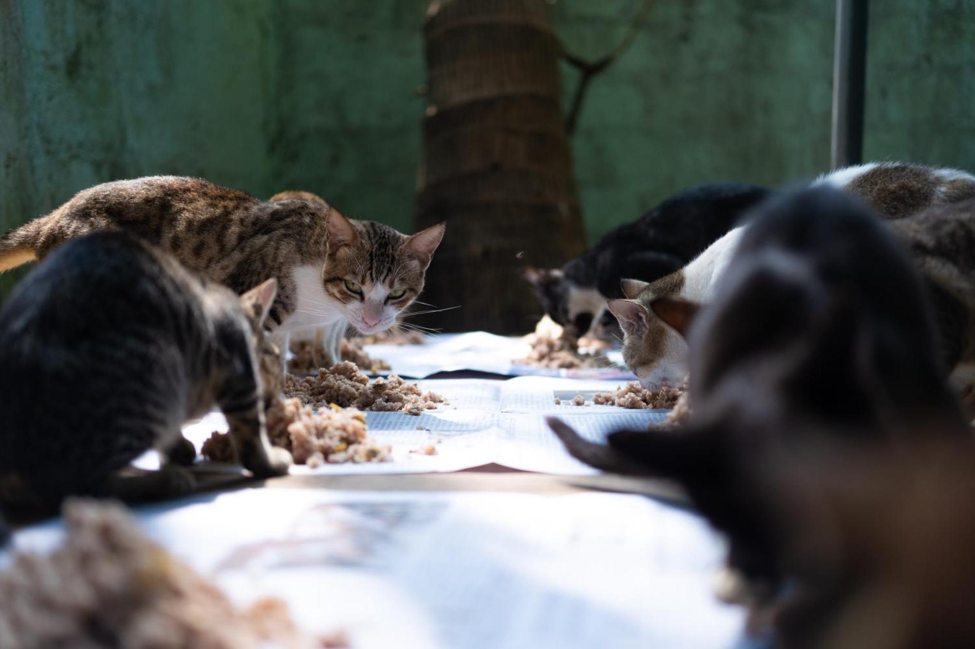 Alass Ga For Pets Lovers Trincomalee Ngoại thất bức ảnh