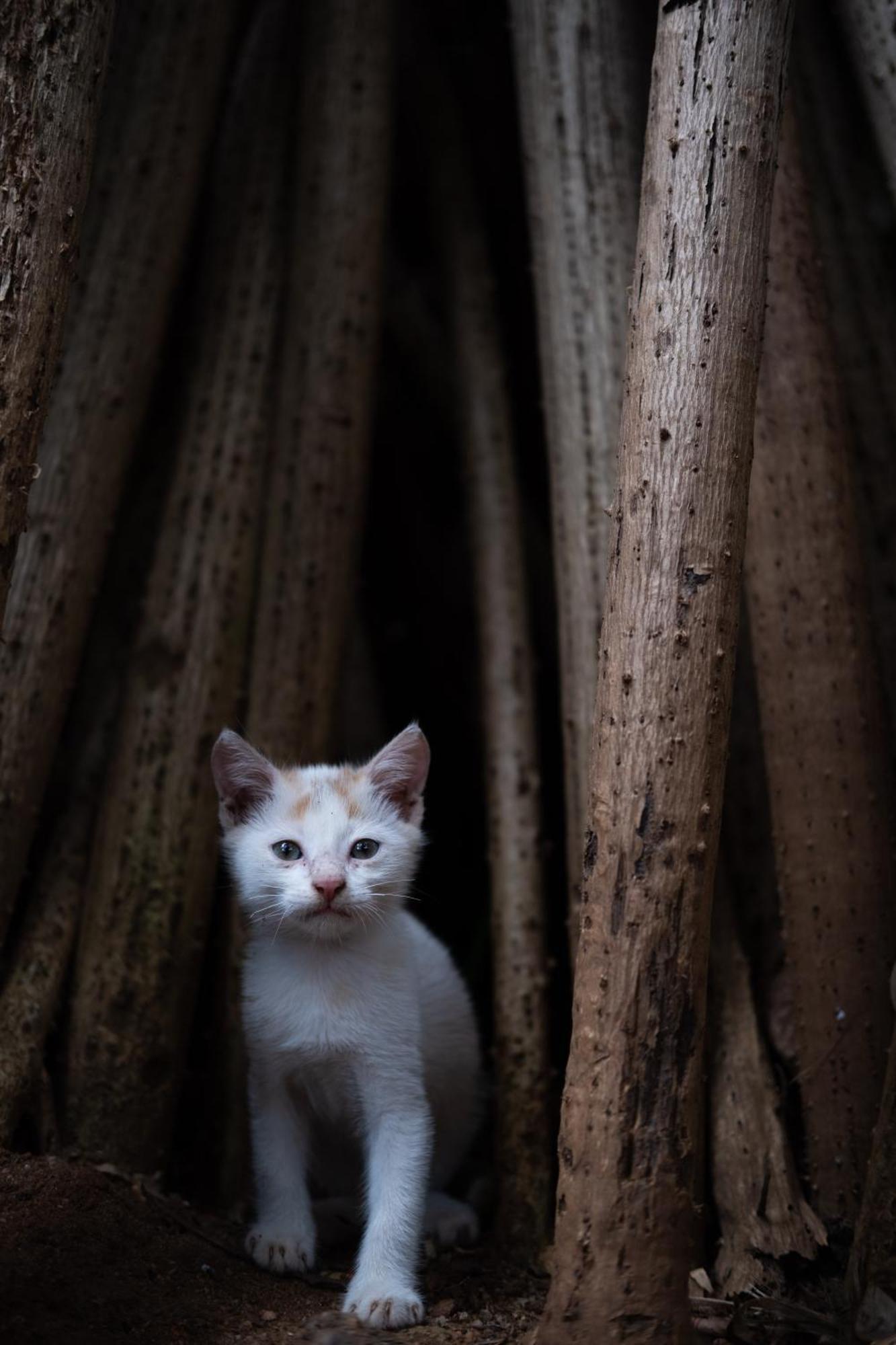 Alass Ga For Pets Lovers Trincomalee Ngoại thất bức ảnh