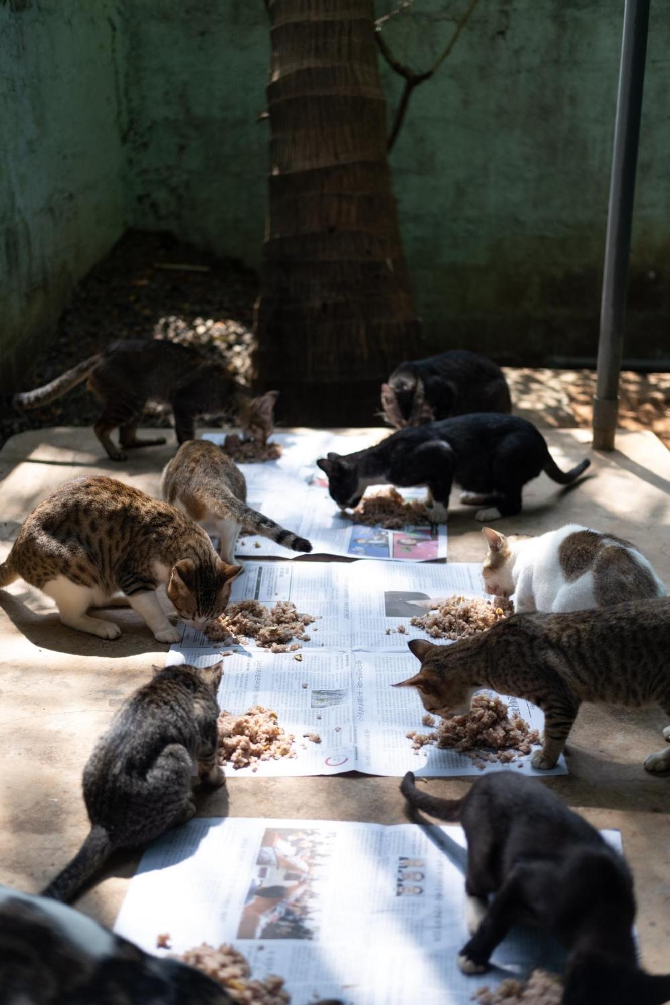 Alass Ga For Pets Lovers Trincomalee Ngoại thất bức ảnh