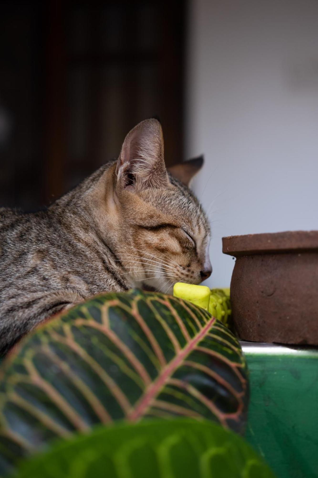 Alass Ga For Pets Lovers Trincomalee Ngoại thất bức ảnh