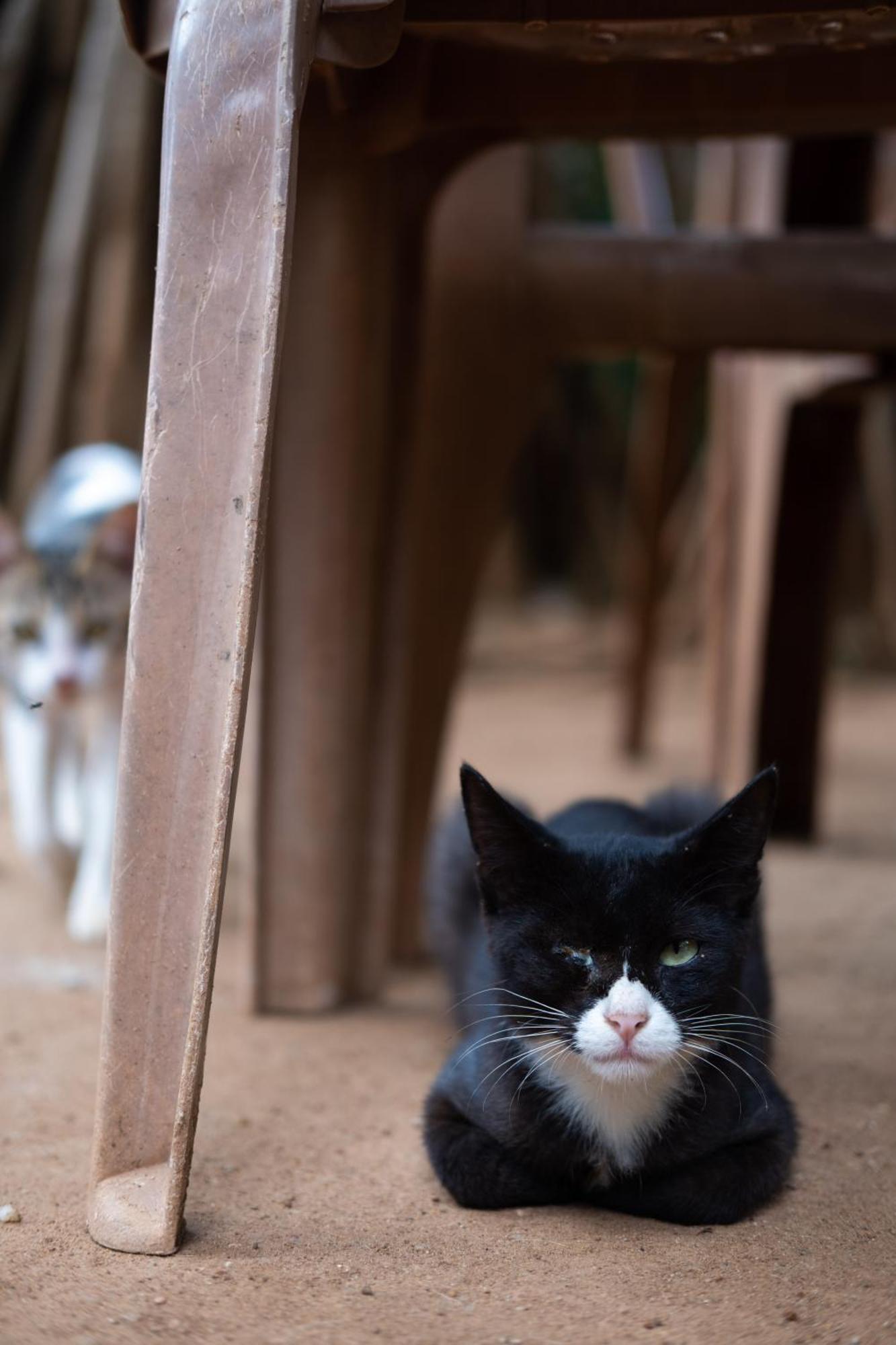 Alass Ga For Pets Lovers Trincomalee Ngoại thất bức ảnh