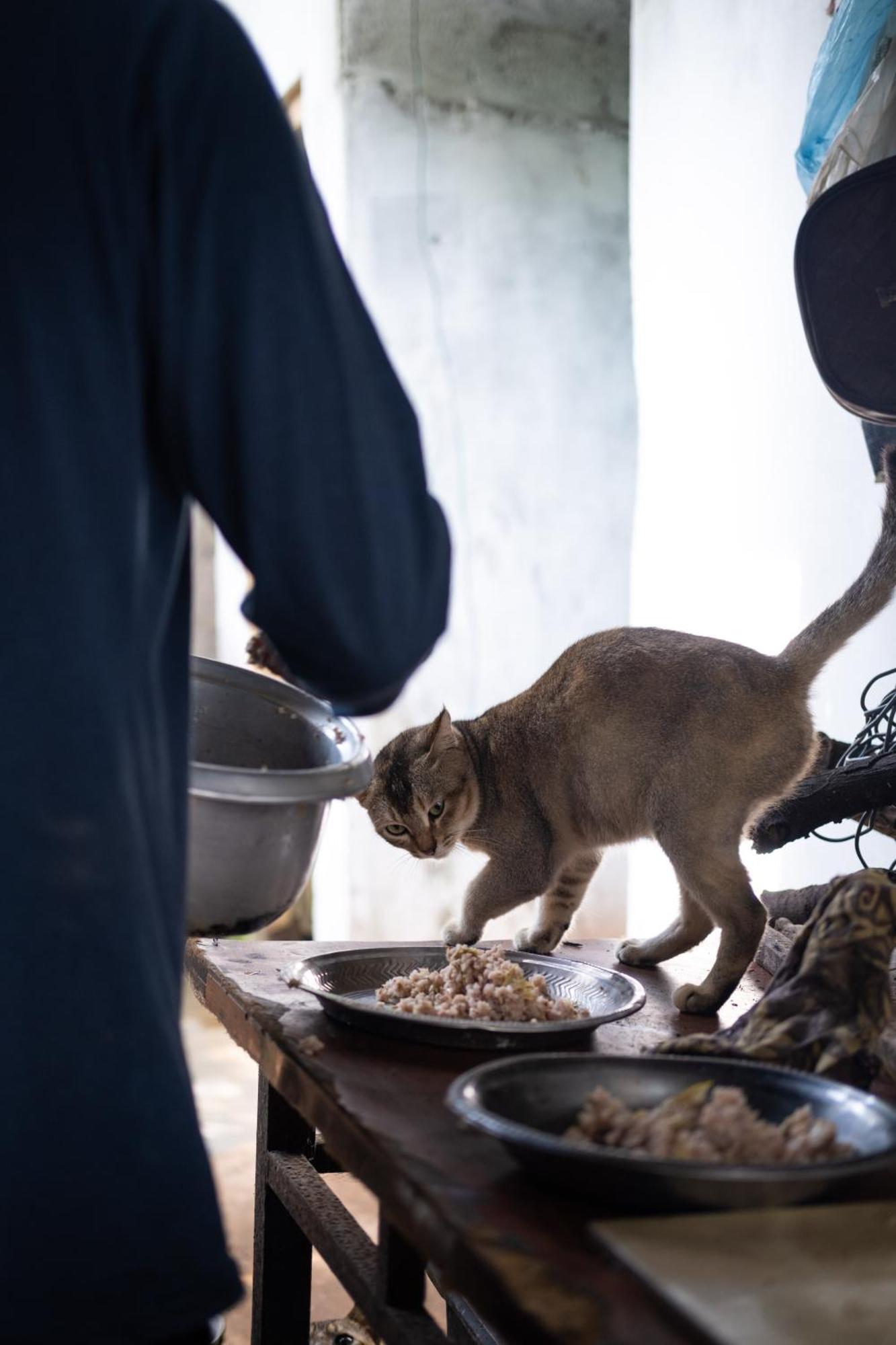 Alass Ga For Pets Lovers Trincomalee Ngoại thất bức ảnh