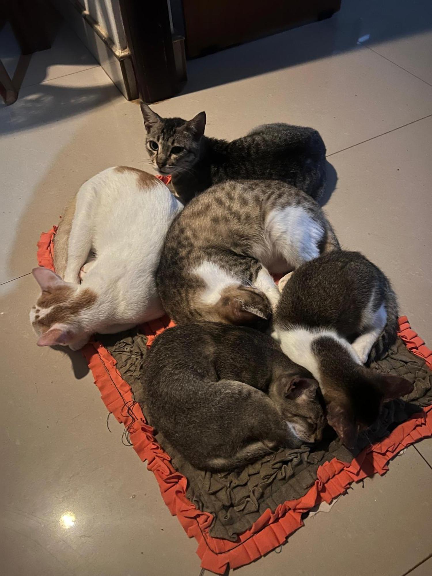 Alass Ga For Pets Lovers Trincomalee Ngoại thất bức ảnh