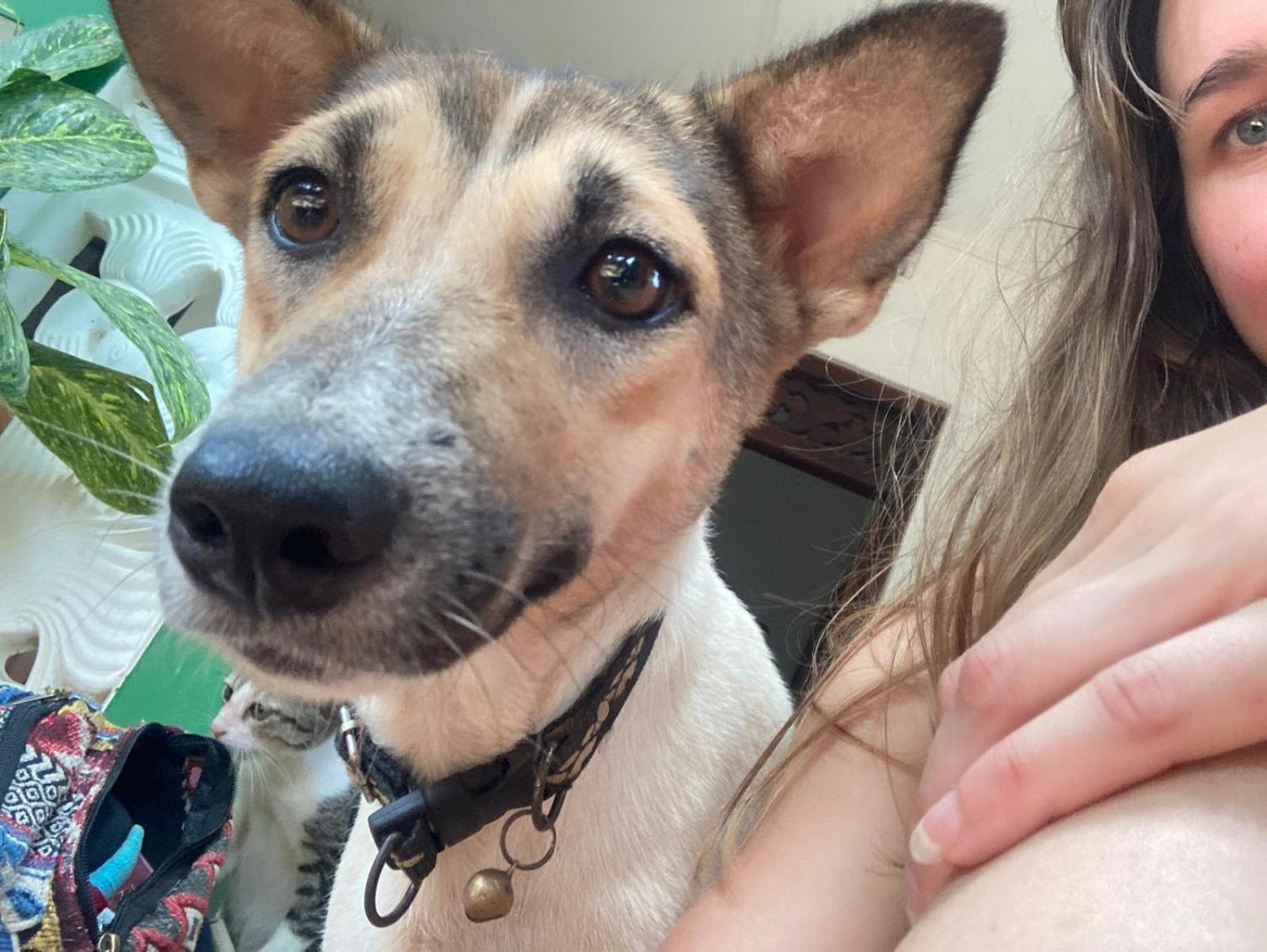 Alass Ga For Pets Lovers Trincomalee Ngoại thất bức ảnh