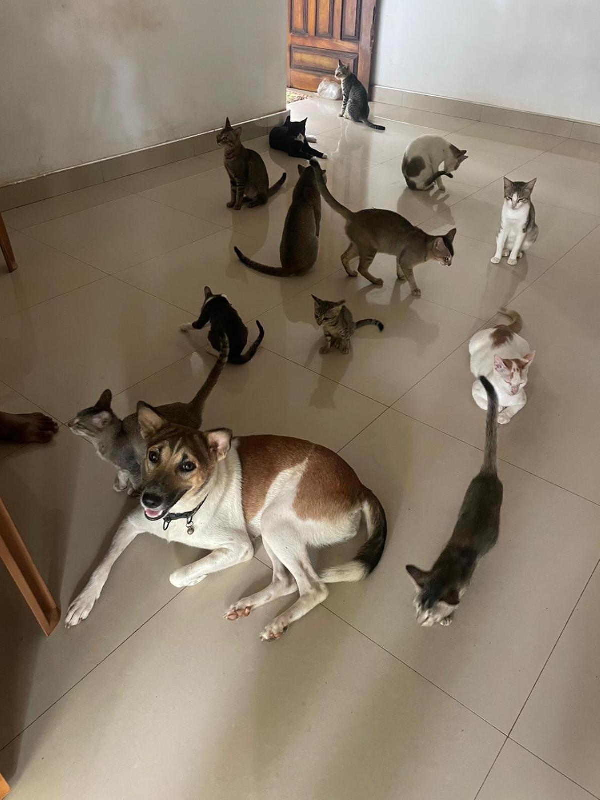Alass Ga For Pets Lovers Trincomalee Ngoại thất bức ảnh