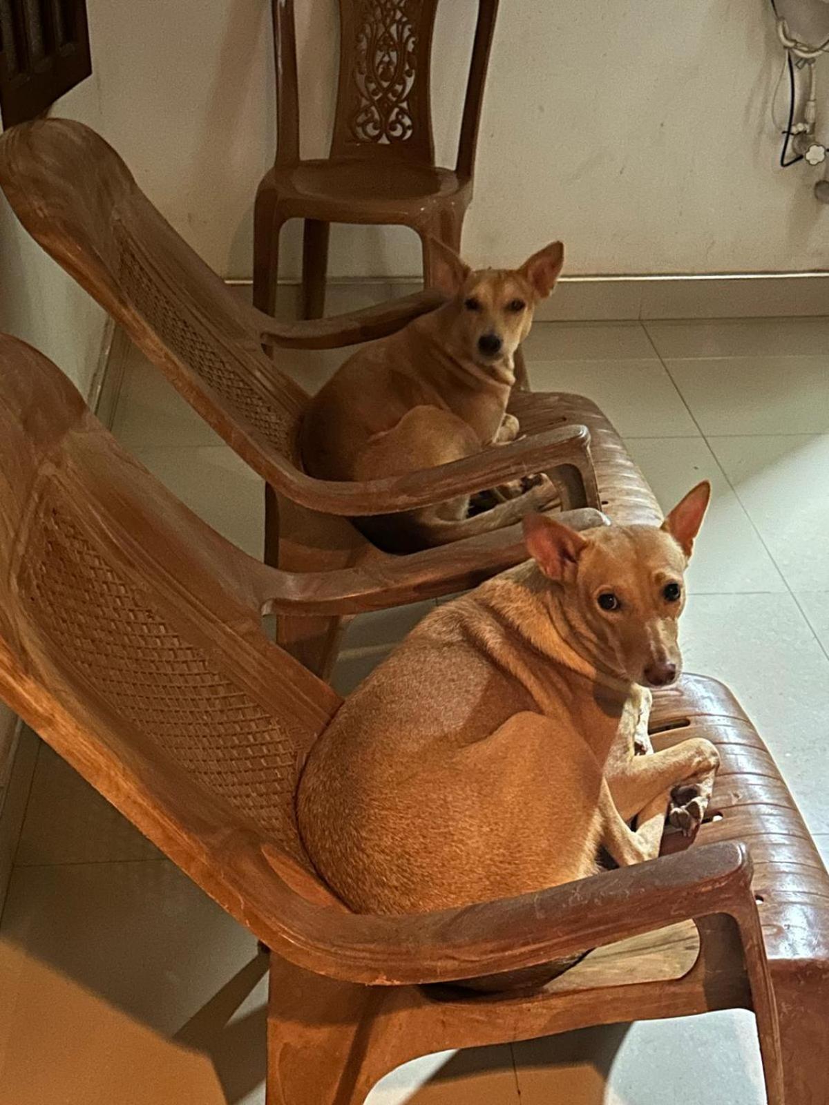 Alass Ga For Pets Lovers Trincomalee Ngoại thất bức ảnh