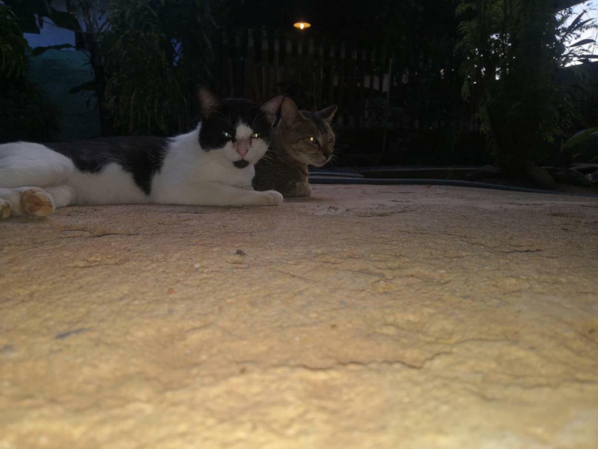 Alass Ga For Pets Lovers Trincomalee Ngoại thất bức ảnh
